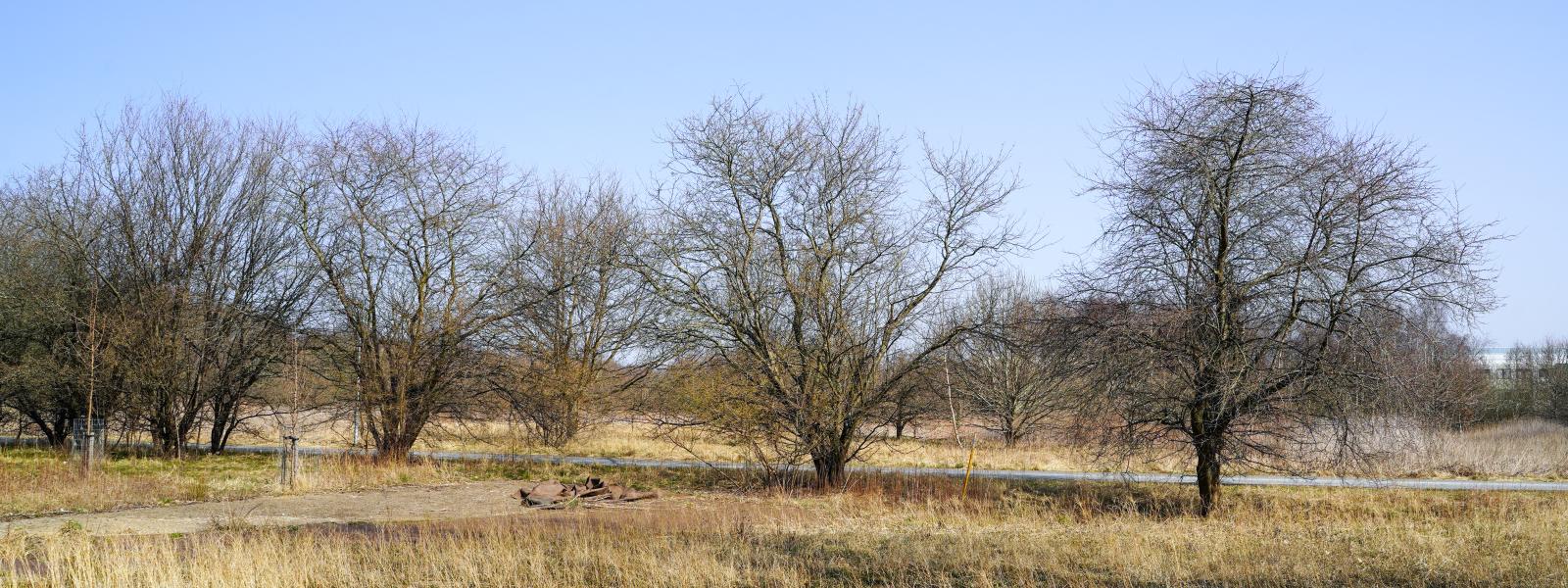 I fokus er fem træer på en mark, som venter på at få blade på grenene.